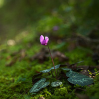 Alpine purple cyclamen