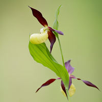 Lady's-slipper orchid