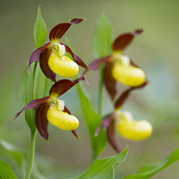 Lady's-slipper orchids