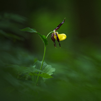 Lady's-slipper orchid