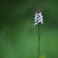 Dactyloryza maculata