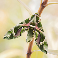 Oleander hawk-moth