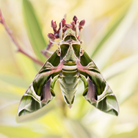 Oleander hawk-moth