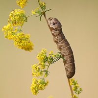 Small Elephant Hawk-moth