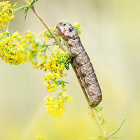 Small Elephant Hawk-moth