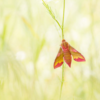 Small Elephant Hawk-moth