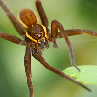 Raft spider