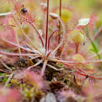 Round-leaved Sundew