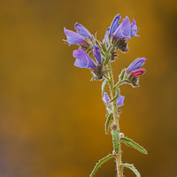 Echium