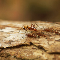 Army ants