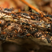 Army ants