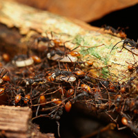 Army ants