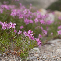 Alpine willowherb