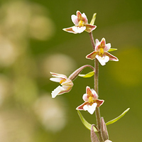 Marsh Helleborine