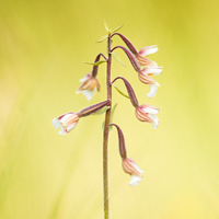 Helleborine