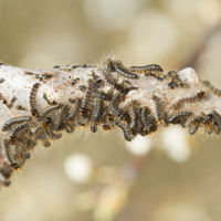 Eastern eggar