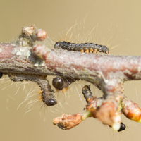 Eastern eggar