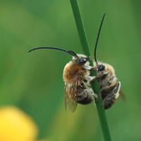 Eucera longicornis