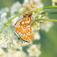 Marsh fritillary