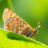 Marsh fritillary