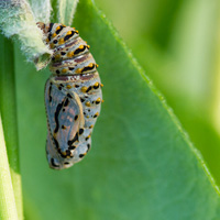 Marsh fritillary