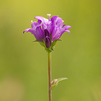 Gentiana