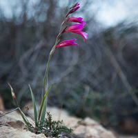 Gladiolus