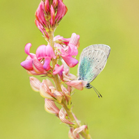 Green-underside blue