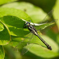 Common clubtail