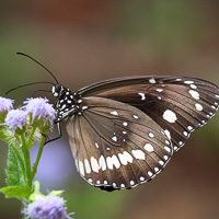 Heliconiinae