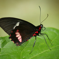 Heliconiinae