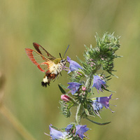 Broad-bordered Bee Hawk-moth