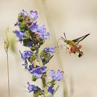 Broad-bordered Bee Hawk-moth