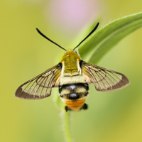 Narrow-bordered Bee Hawk-moth