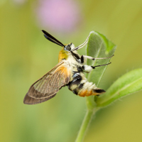 Narrow-bordered Bee Hawk-moth