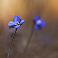 Hepatica nobilis