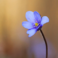 Hepatica nobilis