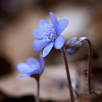 Hepatica nobilis