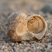 Hermit crab