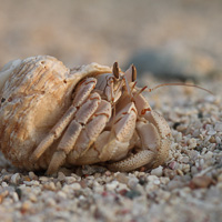 Hermit crab