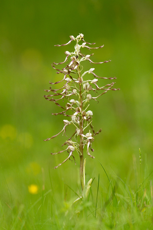 Lizard Orchid