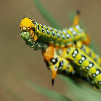 Spurge hawk moth