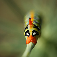 Spurge hawk moth