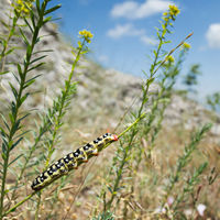 Spurge hawk moth