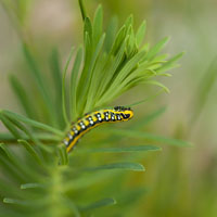 Spurge hawk-moth