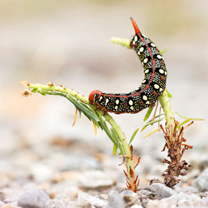 Spurge hawk-moth