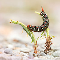 Spurge hawk-moth