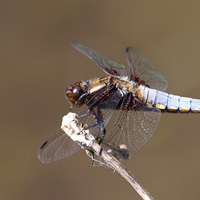 Libellula depressa