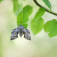 Poplar Hawk-moth