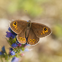 Large Wall Brown